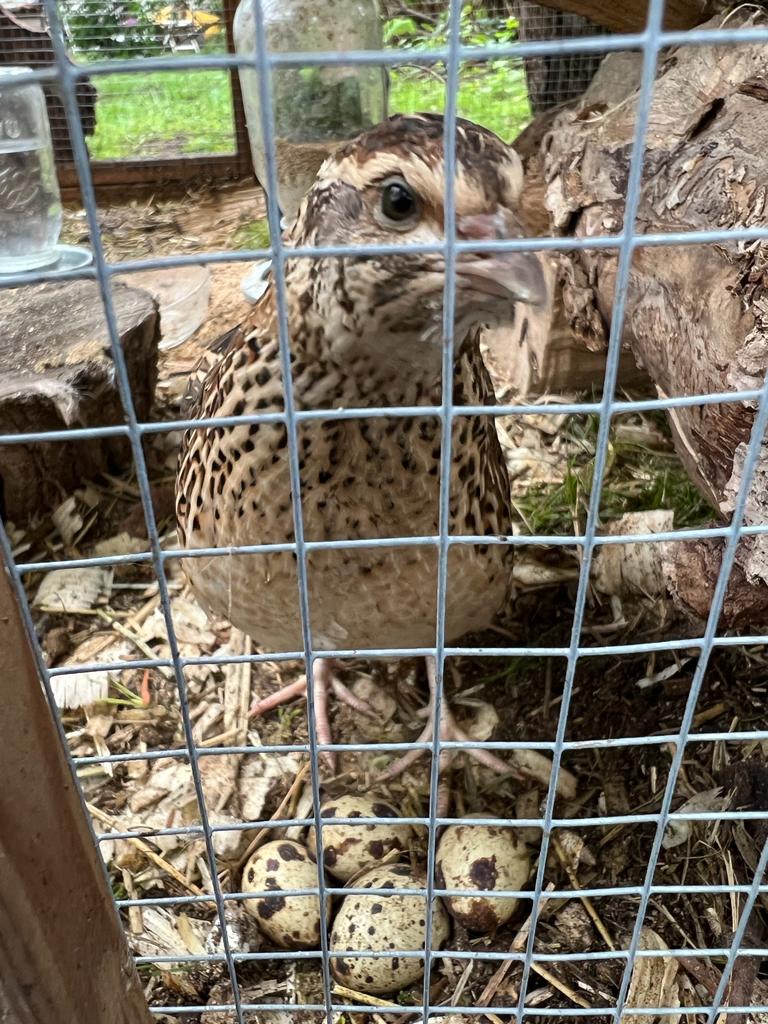 A quail standing over four eggs